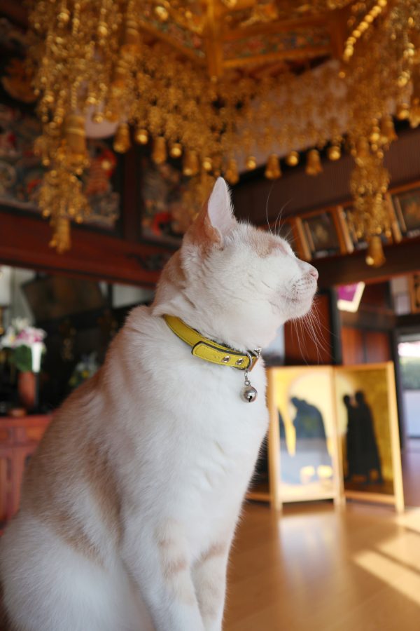 常楽寺の猫